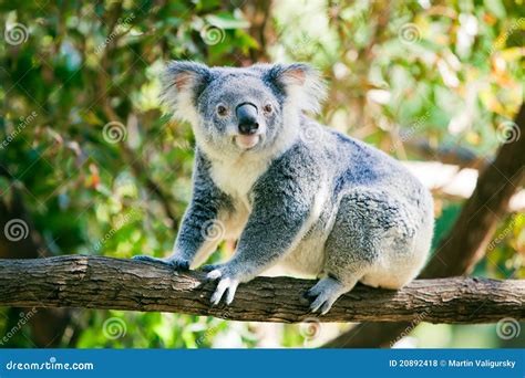 Cute Koala In Its Natural Habitat Of Gumtrees Stock Photo - Image: 20892418