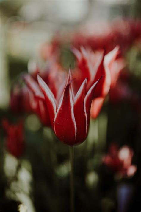 Close-up Photo of Blooming Tulip Flower · Free Stock Photo