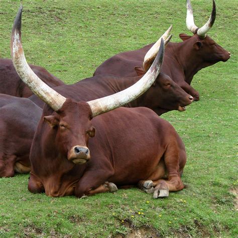 Long Horned Cattle - Ankole Cattle Tours