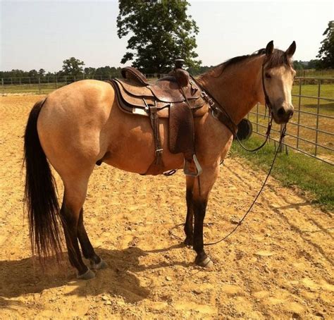 Buckskin Horse : Buttermilk Buckskin Horse by lswmiki | Horses ...