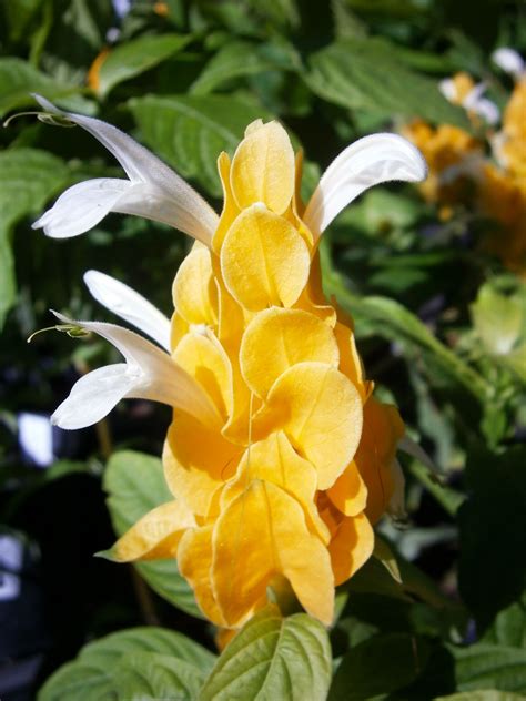 July Plant of the Month- Shrimp Plant | Garden Center Nursery San Antonio