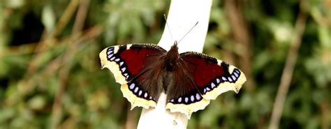 Nymphalis antiopa in Crete, Greece (Camberwell Beauty ...