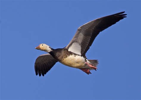 Blue Goose Photograph by David Golding - Pixels