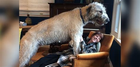 Owners Post Hilarious Photos Of Their Gigantic Irish Wolfhounds - Art-Sheep