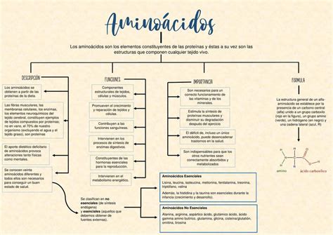 Resultado De Imagem Para Mapa Mental Bioquimica Aminoacidos Mapas ...