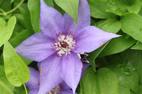 Shop Our Extensive Selection of Blue Clematis Flowers and Buy Direct