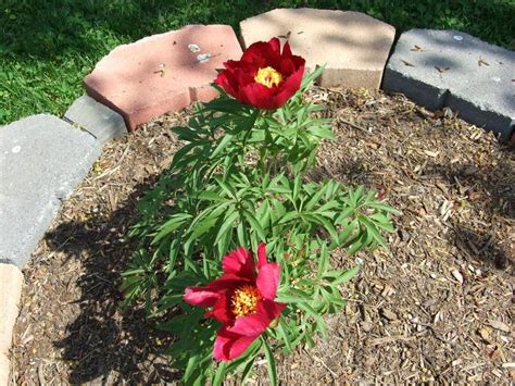 Fernleaf Peony in the Peonies forum - Garden.org