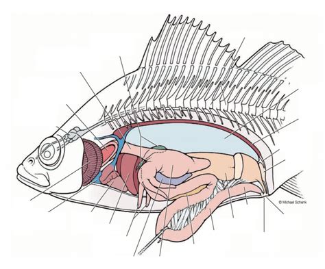 illustrated ray finned fish anatomy Diagram | Quizlet