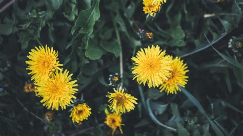 Dandelion: Health Benefits and Side Effects