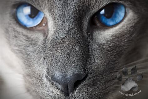 Siamese Cat Eye Problems: Symptoms & Solutions