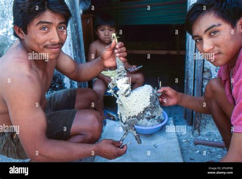 Mayan peasants with honeycomb melipona Stock Photo - Alamy