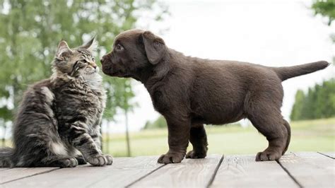 Are The Dogs Who Get Along With Cats