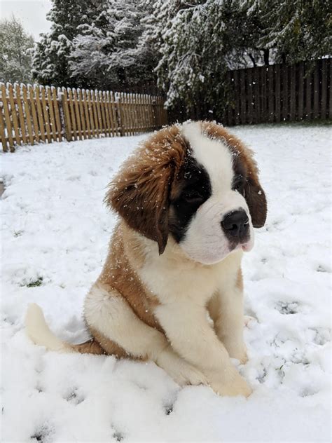 St. Bernard puppy enjoying the snow : r/aww