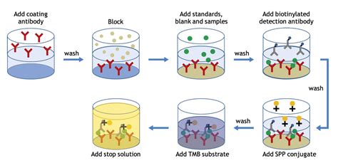 ELISA flow diagram | U-CyTech