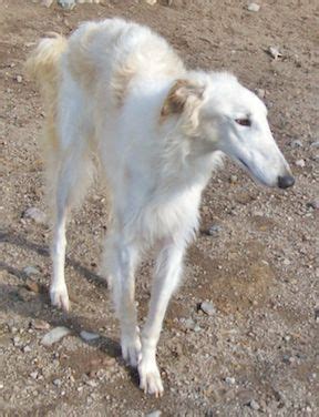 Borzoi Rescue | Borzoi, Afghan hound, Saluki