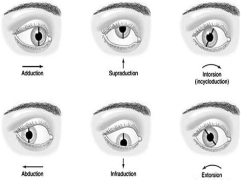 Eye muscles and ocular movements, laws of ocular motility