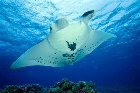 Get to Know the Majestic Reef Manta Ray - Manta Ray Advocates Hawaii