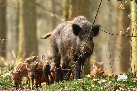 Animals Talk: Wild Boar