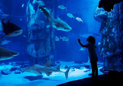 19 Intriguing Facts About Sea Life London Aquarium - Facts.net