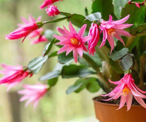 How to grow Easter cactus: expert tips for success | Homes & Gardens