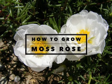 How to Grow Moss Rose Flowers (Portulaca) - Gardening Channel