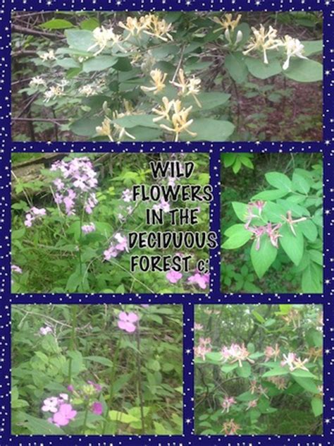 Flowers of the Deciduous Forest - Deciduous Forest