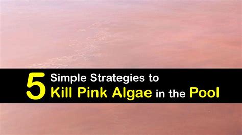 Pink Algae in the Swimming Pool - Detailed Guide for Cleaning Pink Pool Algae