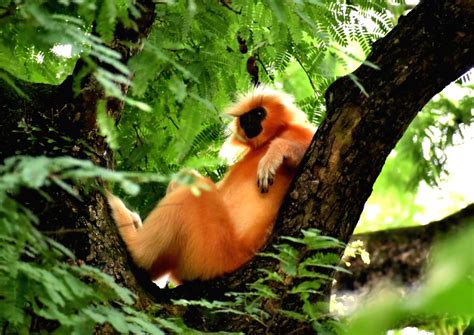 Golden Langur