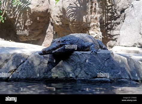 Gavial Crocodile (Gavialis gangeticus), Fuengirola Zoo (Bioparc), Fuengirola, Costa del Sol ...