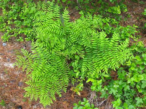 Maryland Biodiversity Project - Royal Fern (Osmunda regalis)