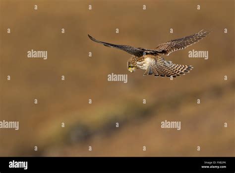 Kestrel hunting Stock Photo - Alamy