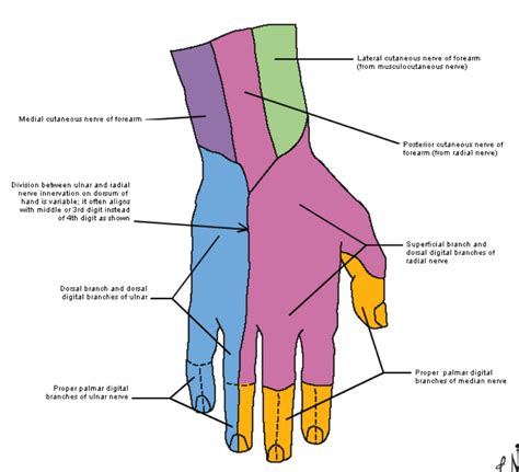 Superficial Radial Nerve Dermatome - Dermatomes Chart and Map