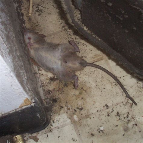 Dead rat in Wall, Attic, or Yard - Disease Risks, How to Remove the Smell