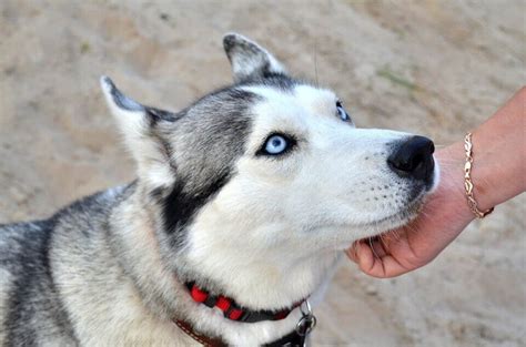 Siberian Husky Blue Eyes | What is the rarest Husky eye color?