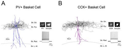 Identification of recorded perisomatically-targeting basket cells in... | Download Scientific ...