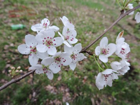 Capital Naturalist by Alonso Abugattas: Callery Pear and Its Cultivars