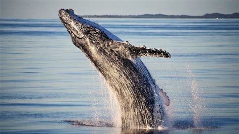 Tasman Venture Whale Watching Hervey Bay | Visit Fraser Coast