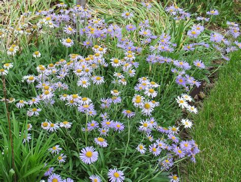 Aster Alpinus alpine Aster 35 Seeds | Etsy