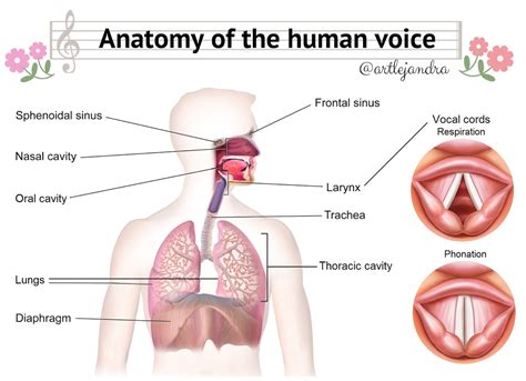 PLAYMÚSICA: HUMAN VOICE 2