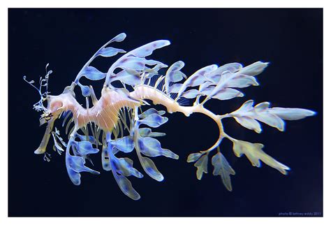 Leafy Sea Dragon by briteddy on DeviantArt