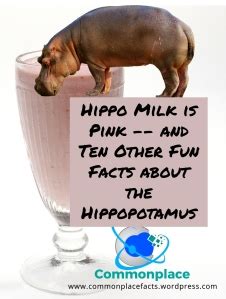 Hippo Milk is Pink — and Ten Other Fun Facts about the Hippopotamus ...