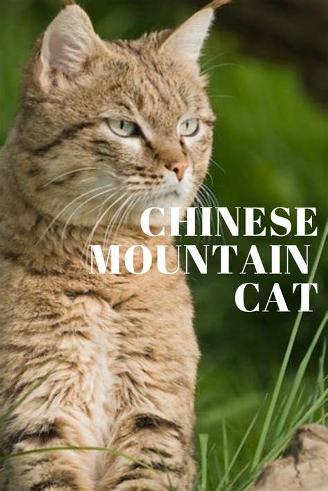 Rare Chinese Mountain Cats Caught on Video for The First Time | Mountain cat, Chinese mountain ...