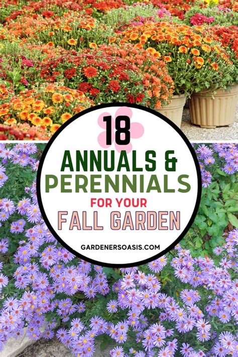 Fall Container Plants: 18 Eye-Catching Annuals & Perennials