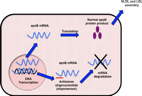 Mechanism of action of mipomersen (apoB antisense oligonucleotide) | Download Scientific Diagram