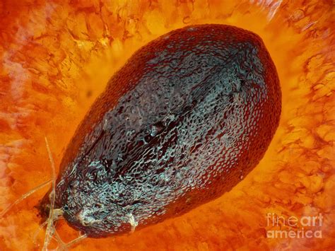 Strawberry seed under the microscope Photograph by Sergii Dymchenko - Fine Art America