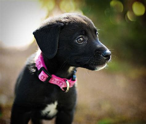 Looks like my girly. | Lab mix puppies, Border collie lab mix puppy, Border collie mix puppies