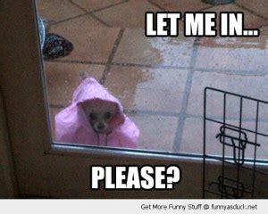 Rain Jokes Quotes With Dogs. QuotesGram