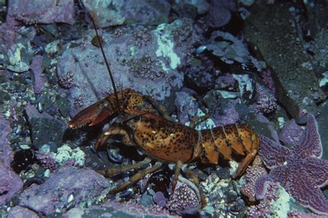 Hinterland Who's Who - Invasive Alien Species in Canada