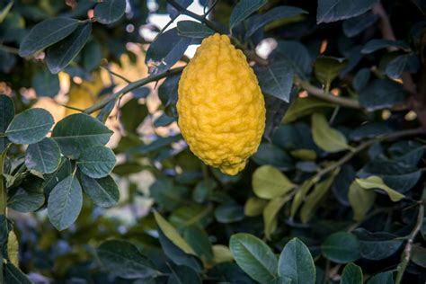 What Is a Citron? The Ancient Fruit You Should Be Eating Now