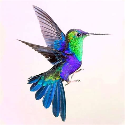 Colorful Hummingbird Tattoo Design | Pretty birds, Birds tattoo, Pet birds